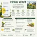 Rhodiolin CaliVita 120 capsule – Rhodiola rosea și zinc